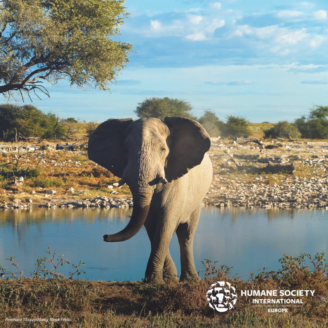 ❌ Trophy hunting has no place in modern society: on #EndangeredSpeciesDay sign the #NotInMyWorld pledge to end this cruelty! 🇪🇺 Urge the EU to halt the imports of hunting trophies of internationally protected species.👉 hsi.org/notinmyworld #HSIEurope #NotInMyWorld