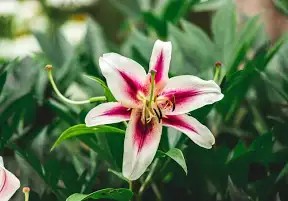 SB2be's tweet image. It's my FAAAAVORITE workday of the work week!!!! May your #FridayMotivation be filled with Stargazer thoughts (dreams) and #Coffee of course.  Salude'!!!! 

Mornin' Coffee Peeps, it's FRIDAY!!!! Hooray! Hooray! 
#MayFlowers 
#CoffeeTime