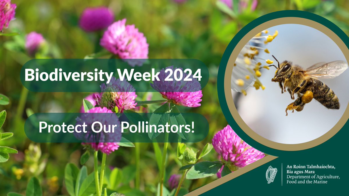 It's #biodiversityweek and farmers are playing their role. Pollinators are vital in sustaining farming and biodiversity. The All-Ireland Pollinator Plan supports farmers in taking actions for pollinators and biodiversity on their farm. 

👉 biodiversityweek.ie