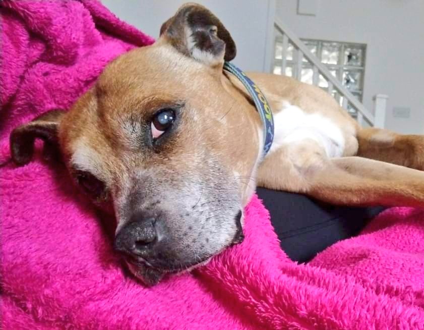 Good Morning Lovers! Mutley 💙 ere to say Mornin' n ava nice day 😄 I is enjoying me time with me Fosty 🩷 very much! I might be an older lad but I loves to play ⚽ n go on walkies 🐾 I especially loves me treats! I does need me furever home tho pleeze... seniorstaffyclub.co.uk/adopt-a-staffy…