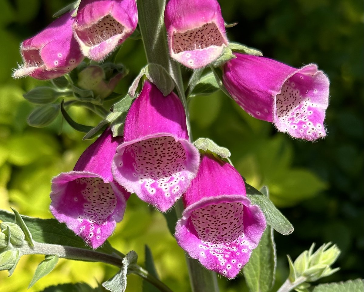 Ooh… that’s lovely #first #foxglove #Flowers #pink #FlowerHunting #FridayMotivation 🩷🩷🩷