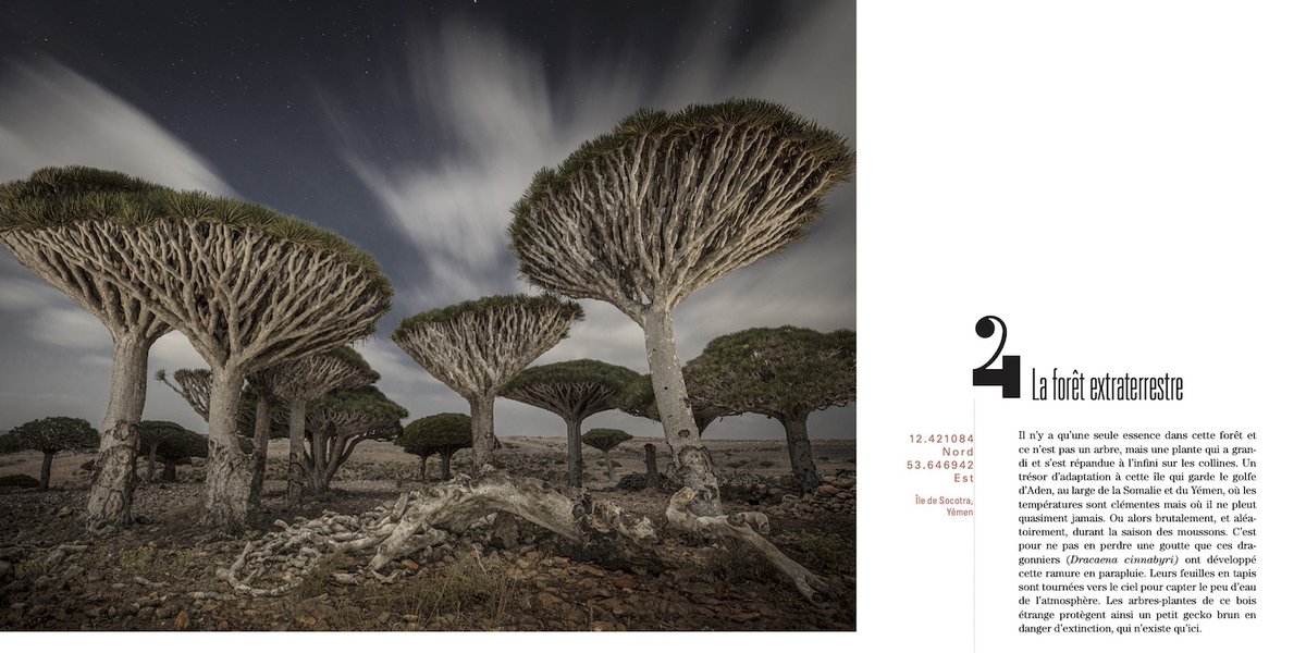 Lea_Des's tweet image. Une excursion dans les forêts les plus insolites, où nous emmène Joséphine Codron. Ma favorite : sur l’île de Socotra, au Yémen et ses incroyables dragonniers.