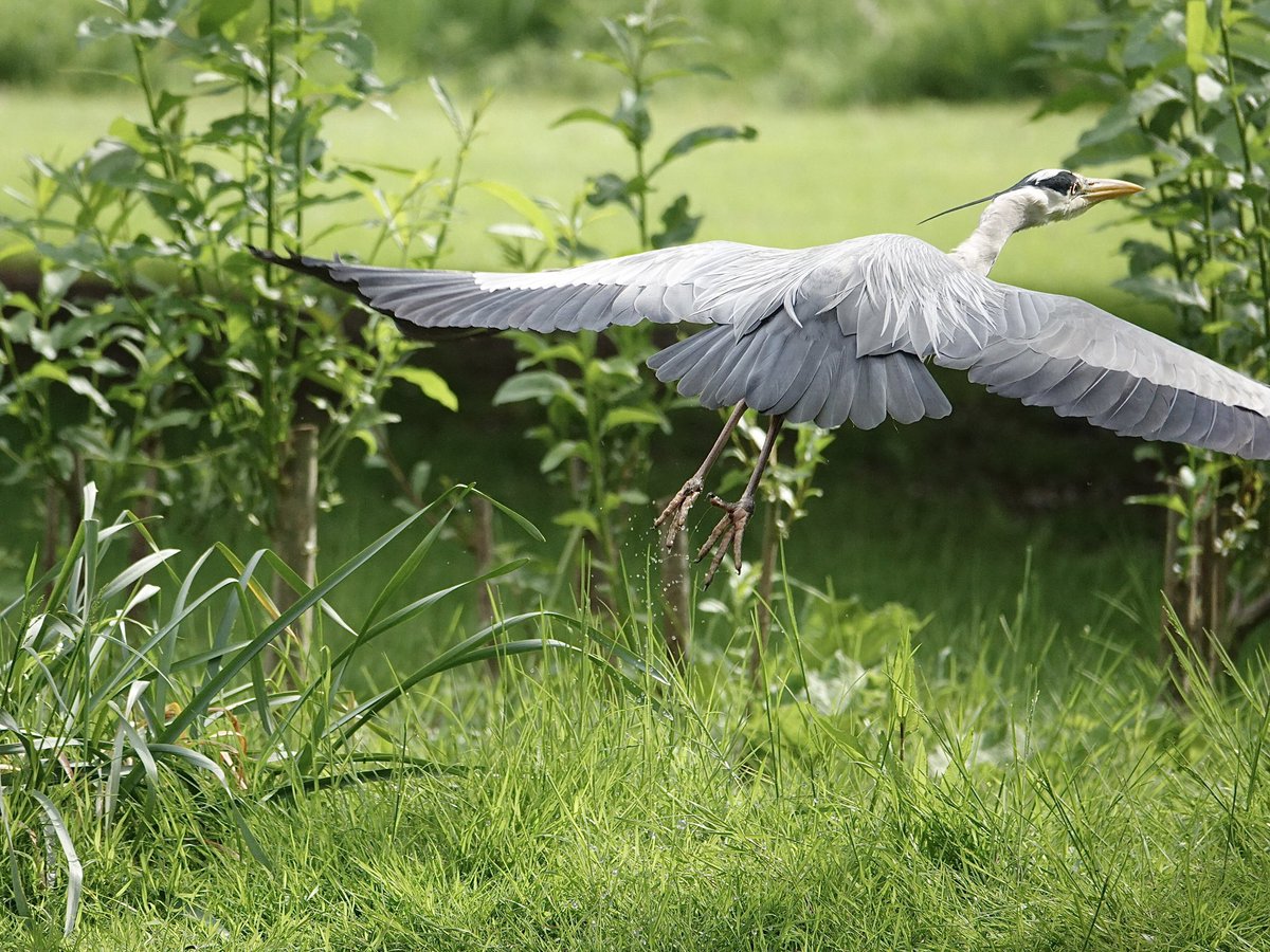 Grey Heron for #FlyDay caught me out when I was taking closeups 😃