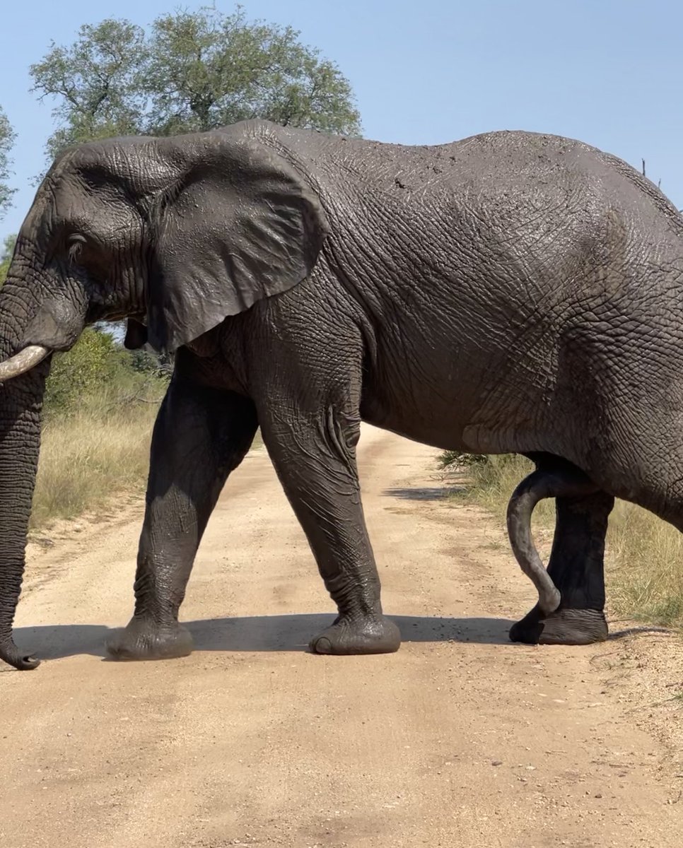 And he decided to block the road with all his Arsenal…we didn’t stand a chance.😁😁😁😁
#Myoffice
📍KNP