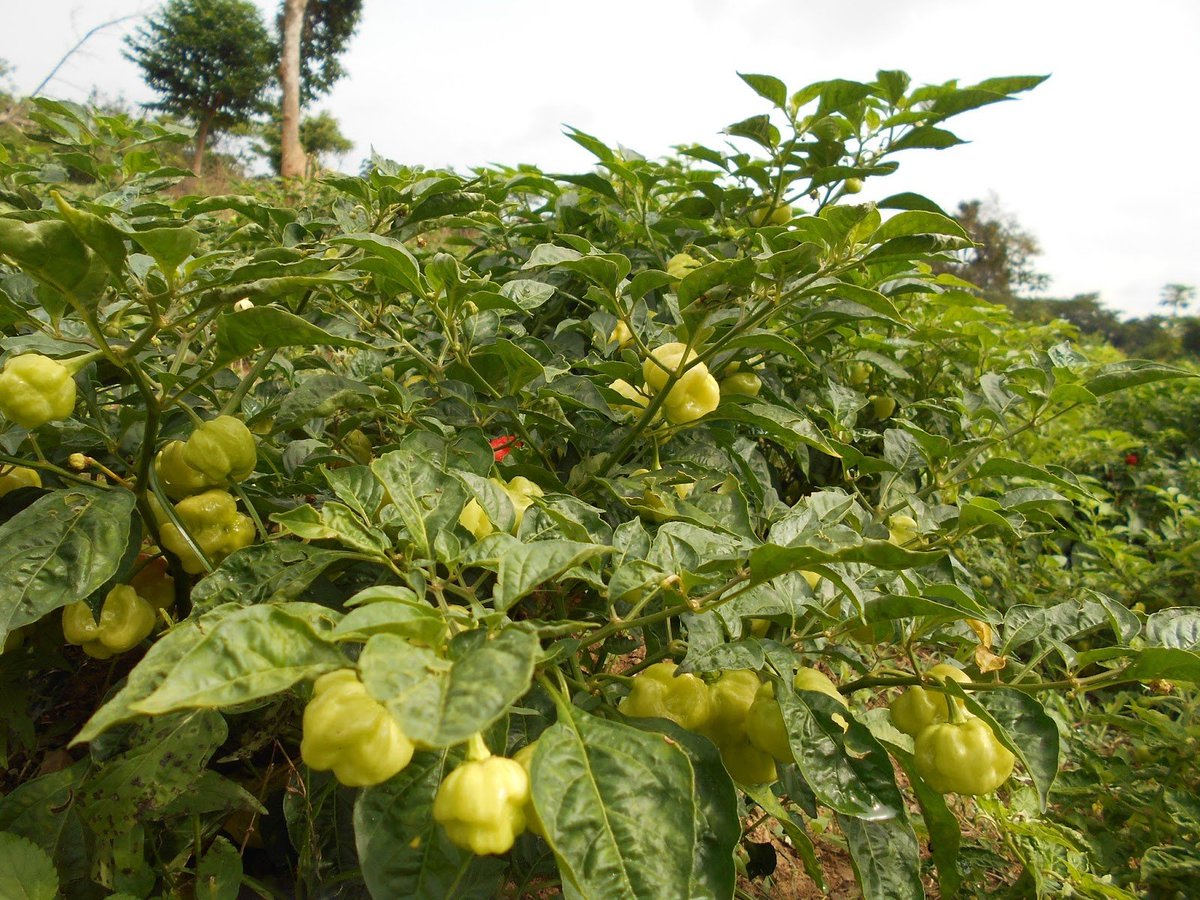 500 kg of Habanero peppers are available for sale at 2000 Rwf/kg in @NgomaDistrict , Kibungo Sector. To purchase from the farmer, visit ehaho.rw/products/pili-… or call +250 786 506 040.