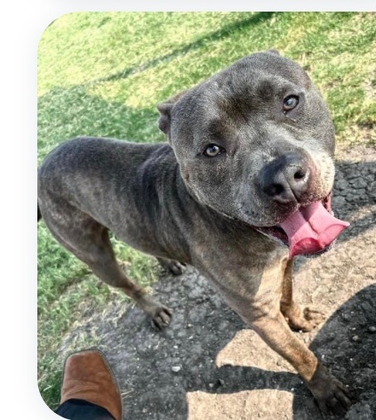 BRUTUS #A367255 is NOW HIGH KILL having LOW pledges #CorpusChristi Tx 💉 him 5/20 Monday! BRUTUS is a friendly boy but extremely anxious at the shelter! plz #PLEDGE #RESCUE #FOSTER to save him a young adoptable 3yo yet the killers won’t care to 💉 him ON Monday res ⬇️ plz help