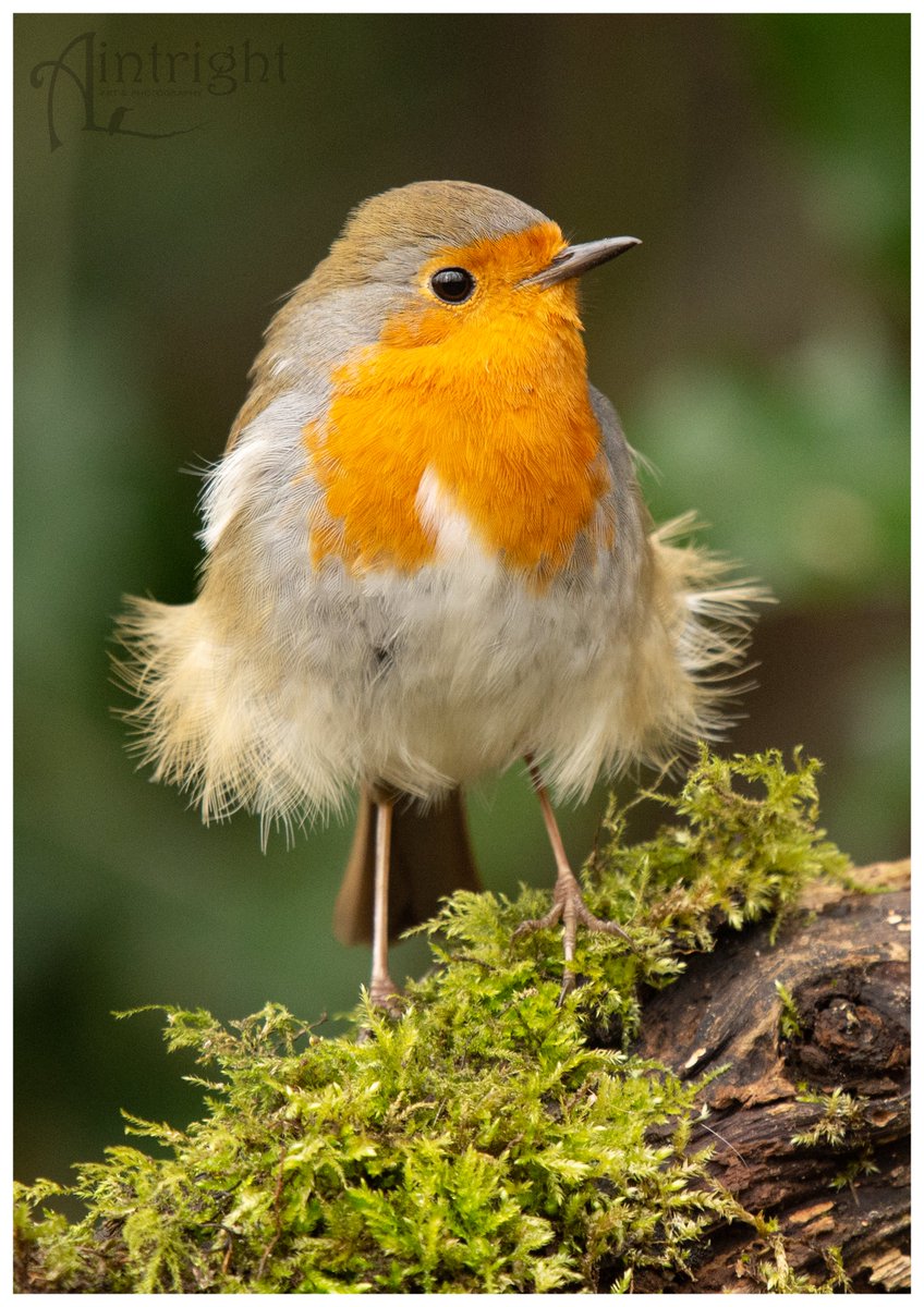 Favourite Friday. Marilyn the Robin. #TwitterNatureCommunity #birdphotography #birds #NaturePhotography #BirdsOfTwitter
@Natures_Voice