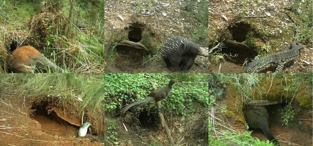 Burrows as fire refuges for wildlife (shelter, food, & even drinking water during/after fire). 'We found 56 animal species at wombat burrow sites (19 mammal species, 33 bird & 4reptile)' @GLinley2 @BiodiversityGuy theconversation.com/cameras-reveal… academic.oup.com/jmammal/advanc…