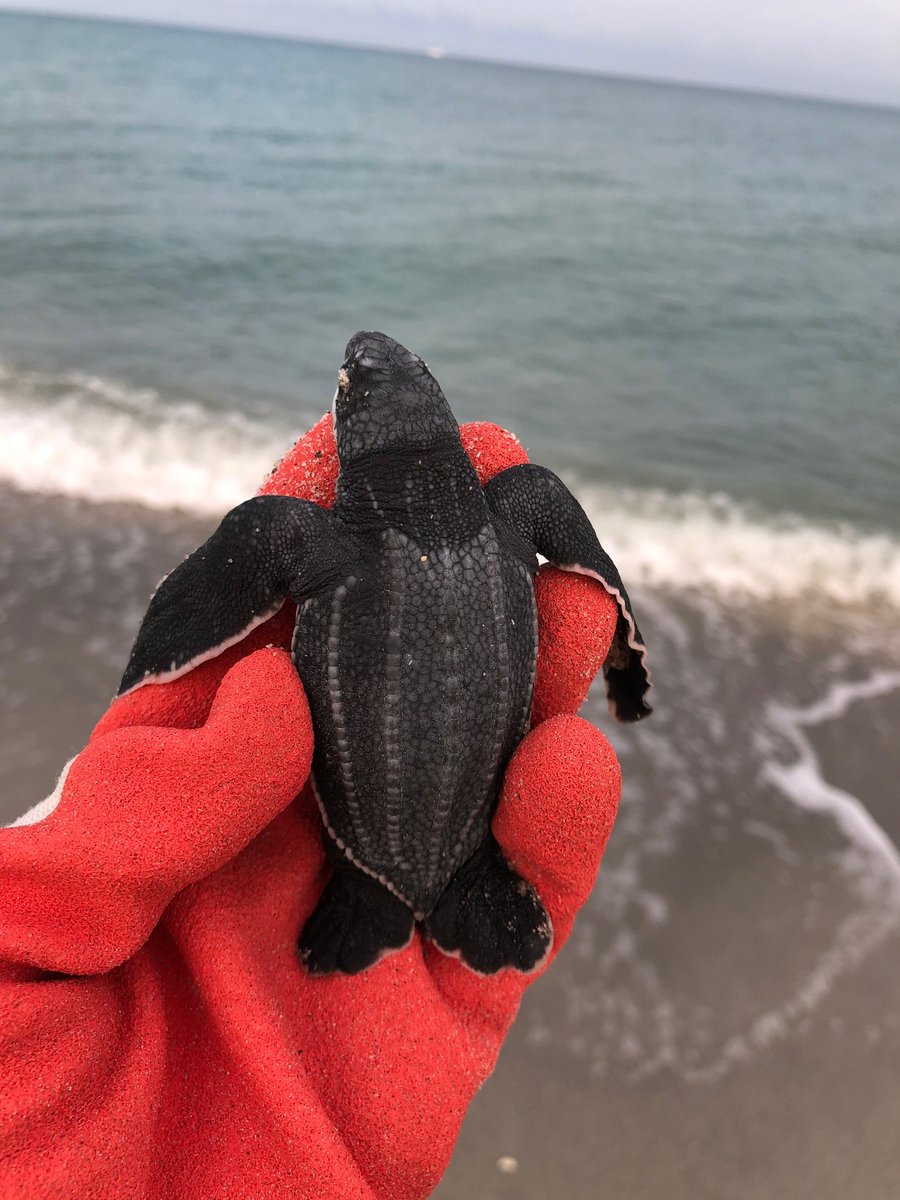 It’s #EndangeredSpeciesDay, and we’re shining a light on the federally endangered #leatherback sea turtle (Dermochelys coriacea).🐢

Leatherbacks are the largest turtle on Earth and one of 4 sea turtle species that nest on #Sanibel & #Captiva. 

🔗sccf.org/blog/2024/05/1…