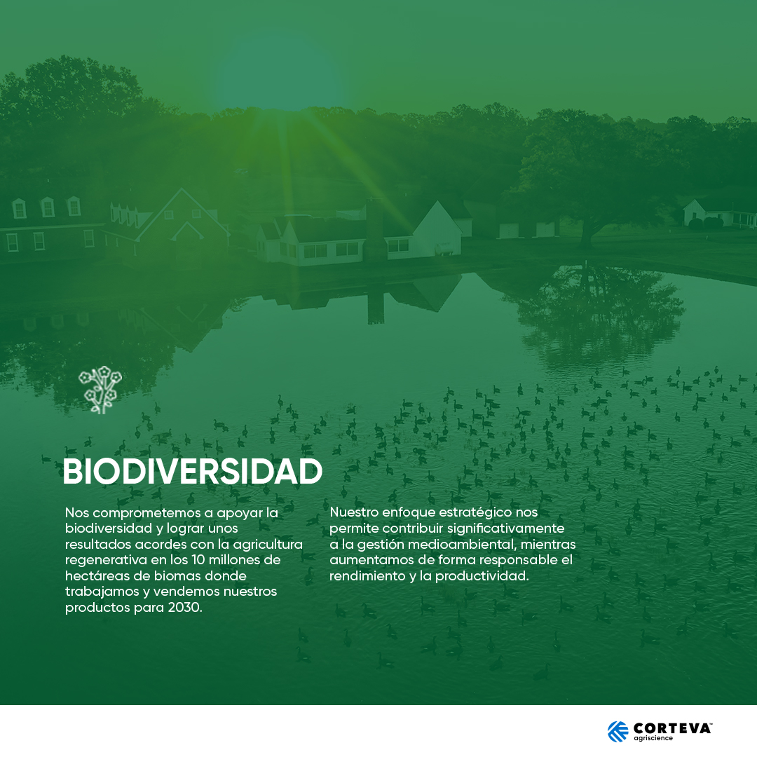 Biodiversidad: 1 de nuestros 4 pilares fundamentales en el #InformeSostenibilidadCorteva🌏 Nos comprometemos a apoyarla y lograr unos resultados acordes con la agricultura regenerativa. 💙 Queremos contribuir a la gestión medioambiental, mientras aumentamos el rendimiento.