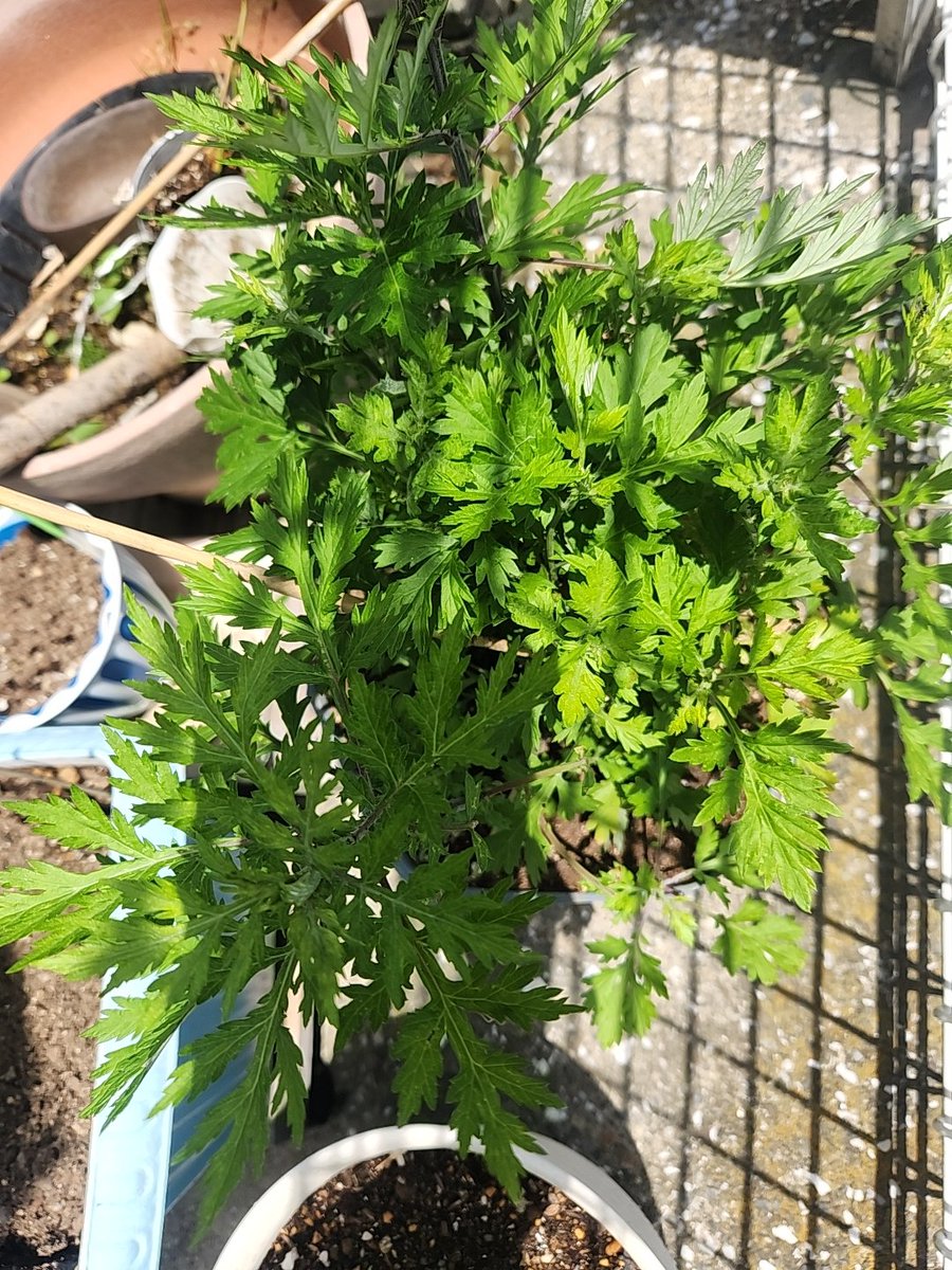 今年も大好きなゴーヤーが夏には食べ放題😍
ナスも植えました。
ヨモギはあちこちに増殖中🌿
メヒシバも植える予定です。
#家庭菜園
#家庭菜園を禁止とか言ってるWEFはイカレポンチ