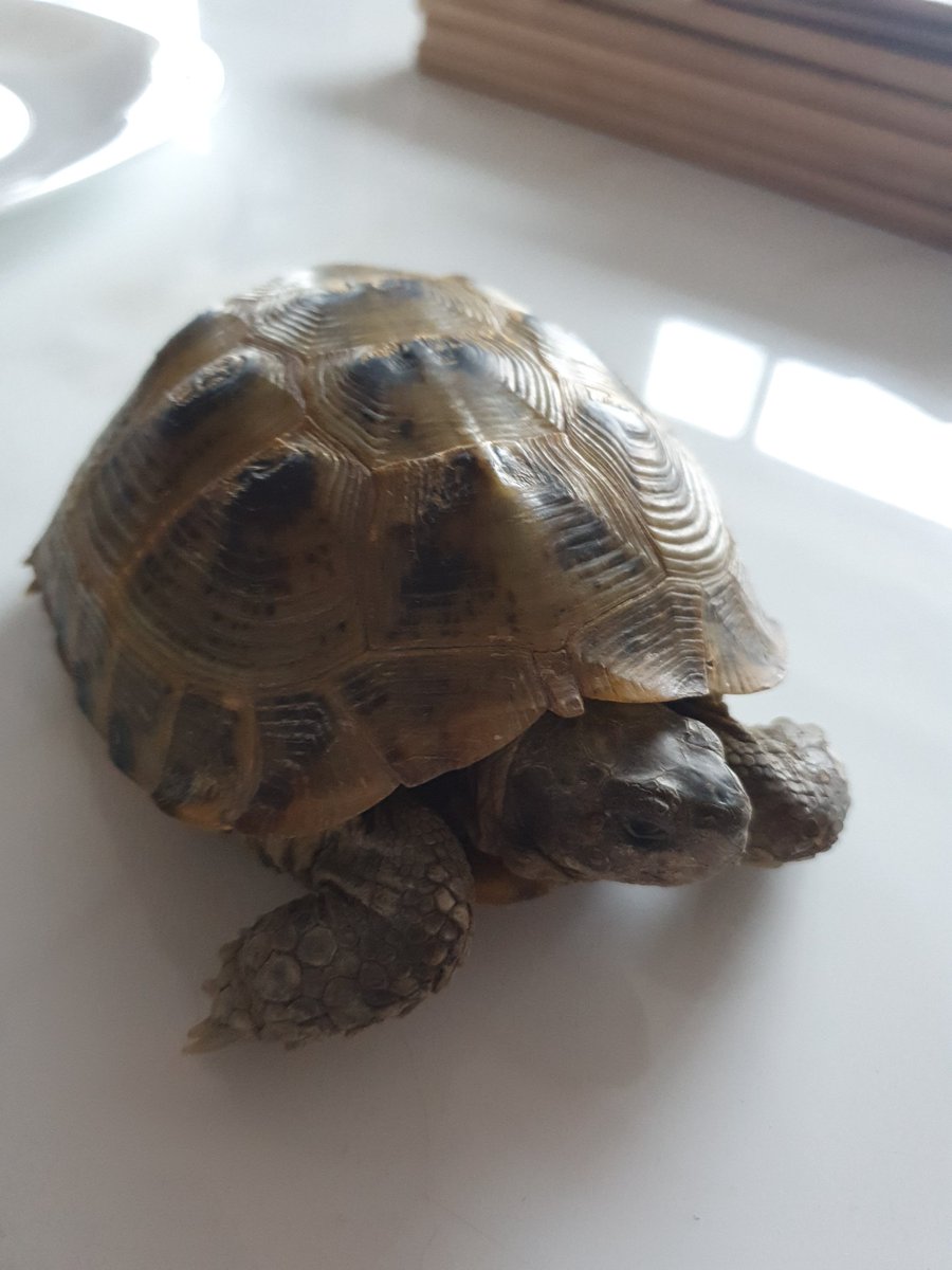 We have a visitor after Jumuah prayers.  🐢  He is enjoying the green leaves from the strawberries and zucchini stems. The amazing creation of Allah & wild life of Islamic Emirate of #Afghanistan