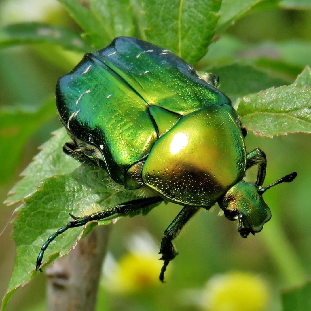 ✨ What an iridescent green! 🪲 This is a #RoseChafer beetle, a scarab beetle most commonly found in south England. ☀️ Look out for adult beetles from May to October, crawling along flowers on warm, sunny days. 👉Learn more: bit.ly/3ycN5EH