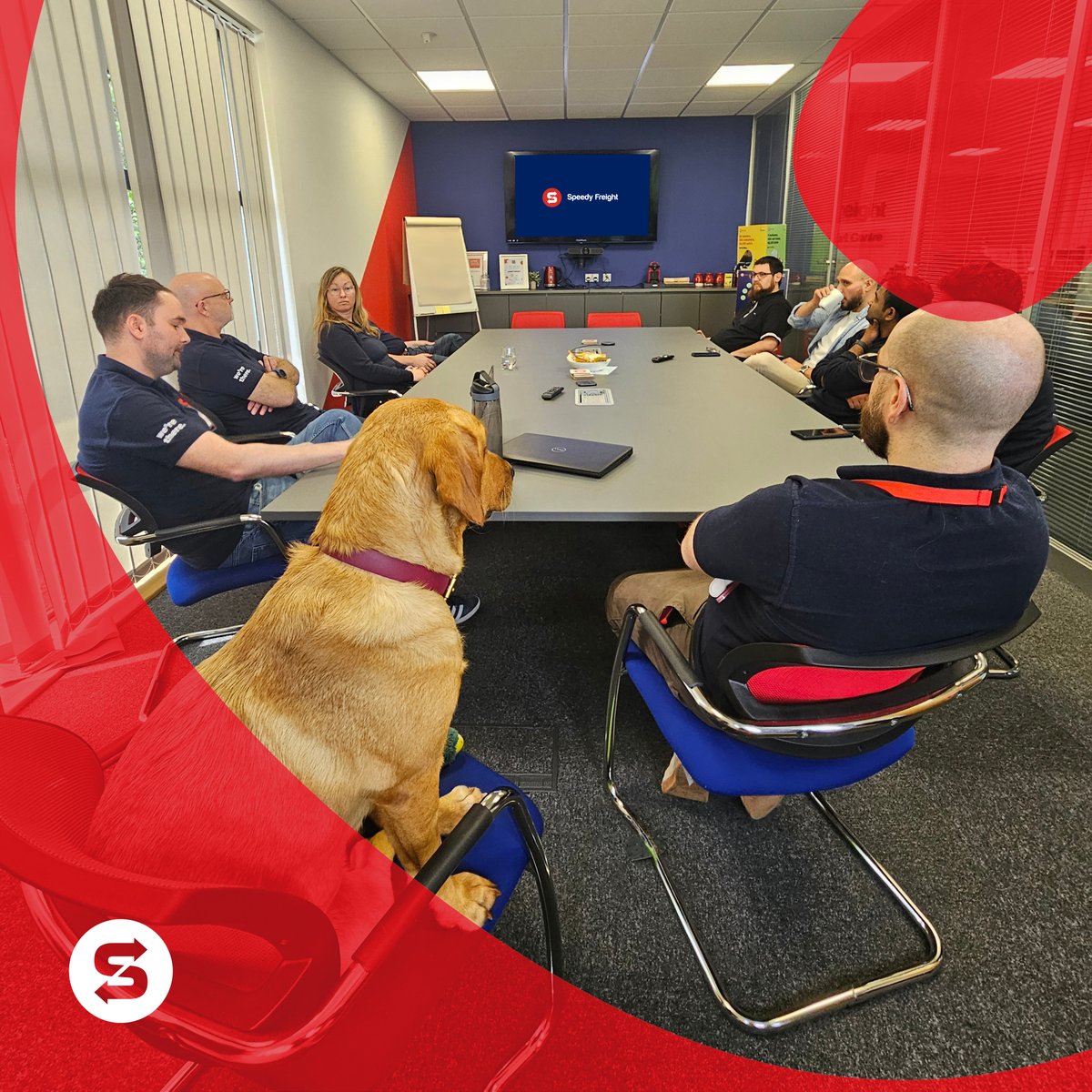 Our IT and Development team had a paw-sitively productive team meeting yesterday, with a very special guest—our Head of Happiness Maisie! 🐾 They discussed impawtant topics relating to exciting future developments at Speedy Freight!