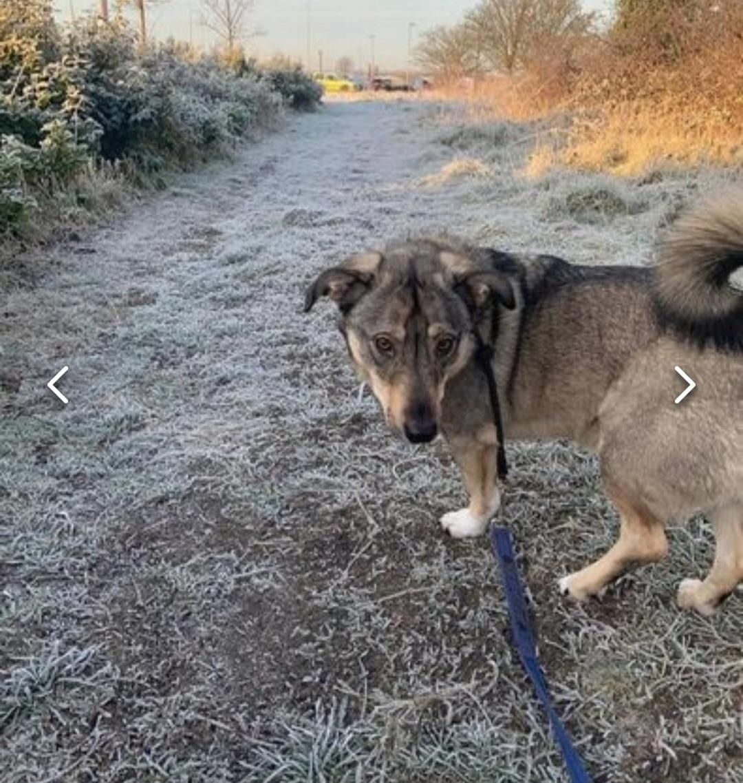 Willow is in Kennels and available to adopt/Foster This lovely girl is 2 years old. She is a lovely affectionate girl once she warms up to you. She does ideally need a female home as she is selective about the men in her life. She also can be stubborn at times #Lincolnshire