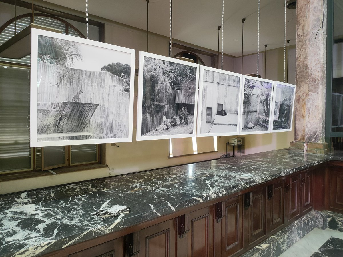 🔴 20 anys després, obre el Banc d'Espanya 🏦 per acollir l'exposició 'Zoocosis' d'Estela de Castro sobre conscienciació animal. 

🗣️ "Continuem apostant per la cultura amb l'objectiu d'obrir espais a la ciutadania que estaven tancats".