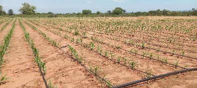 🌍💧 With support from @FCDOGovUK, our Climate Adaptation, Water & Energy Programme is helping over 48,000 people in Binga access potable water, #CleanEnergy infrastructure, and climate-proofed irrigation schemes. 💡🚜 @MoLAFWRD_Zim @zinwawater @UKinZimbabwe @PeteVowles