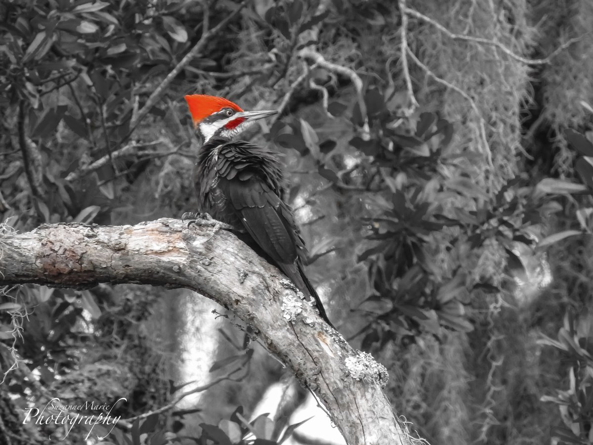 Woodpecker

#wildlife #birdphotography #wildlifephotography #photography #naturelovers #photooftheday #photographer #florida #plantcity #tampa #wildlifephotographer #naturephotography #animalphotography #wildlifephoto #wildlifeplanet #circlebbarreserve