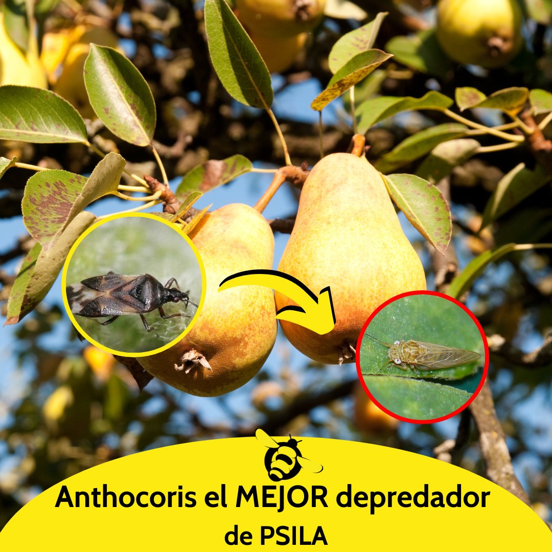biosurPA's tweet photo. ¿𝗣𝗿𝗼𝗯𝗹𝗲𝗺𝗮𝘀 𝗰𝗼𝗻 𝗣𝘀𝗶𝗹𝗮?
𝗔𝗻𝘁𝗵𝗼𝗰𝗼𝗿𝗶𝘀, tu mejor aliado🤝🪳
Infórmate de la 𝗠𝗘𝗝𝗢𝗥 estrategia de 𝗖𝗢𝗡𝗧𝗥𝗢𝗟.
https://t.co/aOVCrhxwST

#Comprometidoscontuéxito #🐝Biosur🐝 #agricultura #controlbiologico #cultivoecológico #peral #psila https://t.co/mDJlHWGSCj