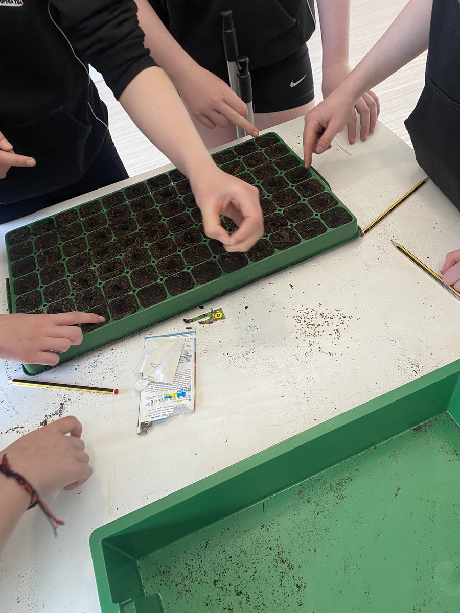 Sinclair Academy are now part of @RHSSchools #growwithit. This morning our young people were planting cosmos, Californian poppy, fennel, and rudbeckia with Mrs Elrick 🌱 fingers crossed for healthy growth soon!🪴