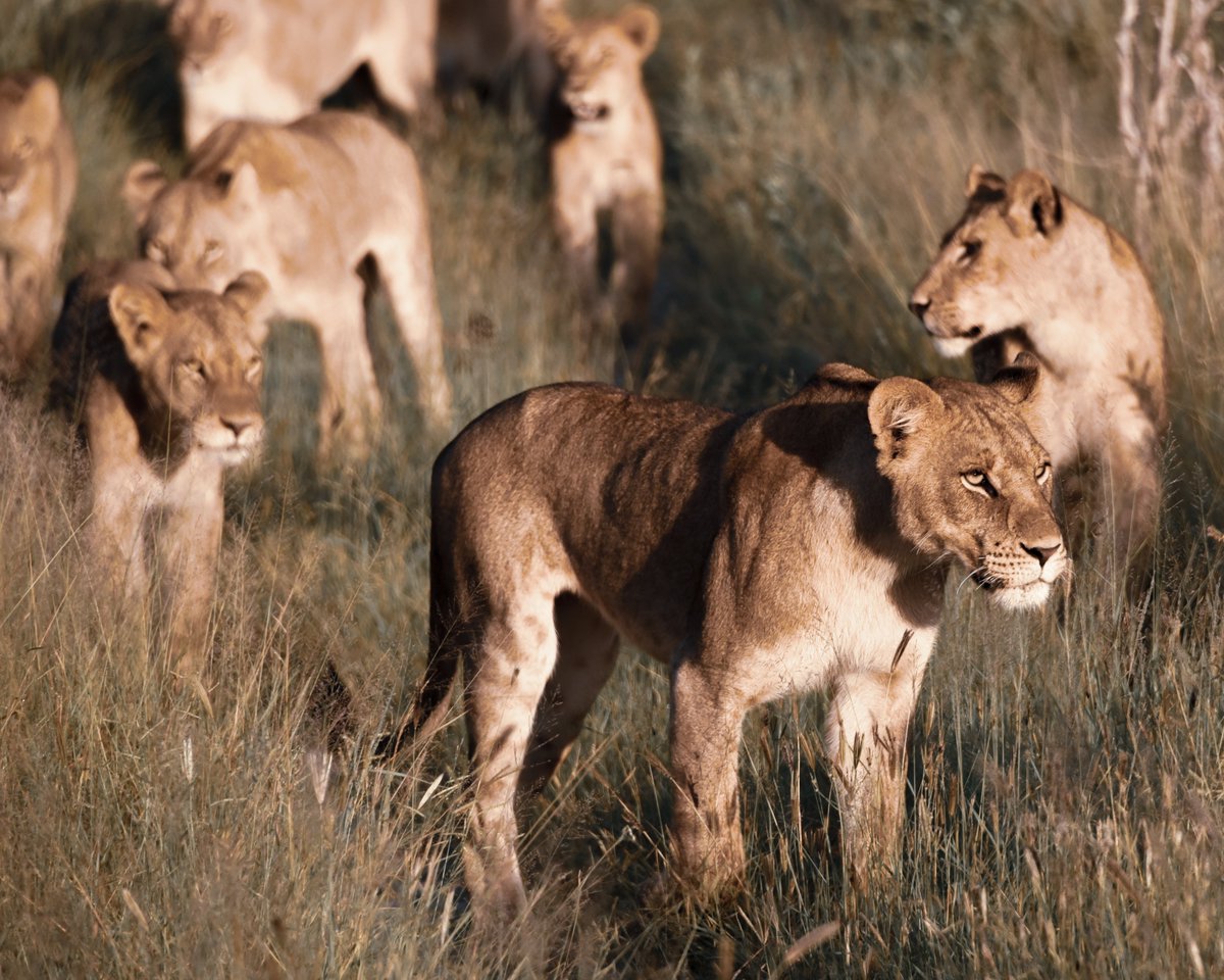 African Carnivore Wildbook tweet media