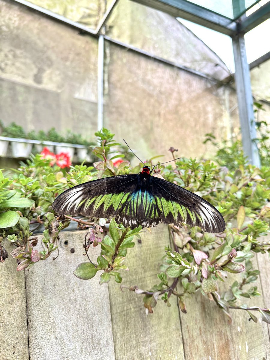 Cameron Highlands thread 🍓:

Utk mereka yg nak pergi CH tapi taktahu tempat mana yg best &amp; berbaloi pergi, this thread for you.

My trip utk 3hari 2malam. Better plan pergi weekdays sbb tak sesak sgt. 

If tanya CH sejuk ke tak… siang nyaman, malam sgt sejuk!

Bookmark dulu📌