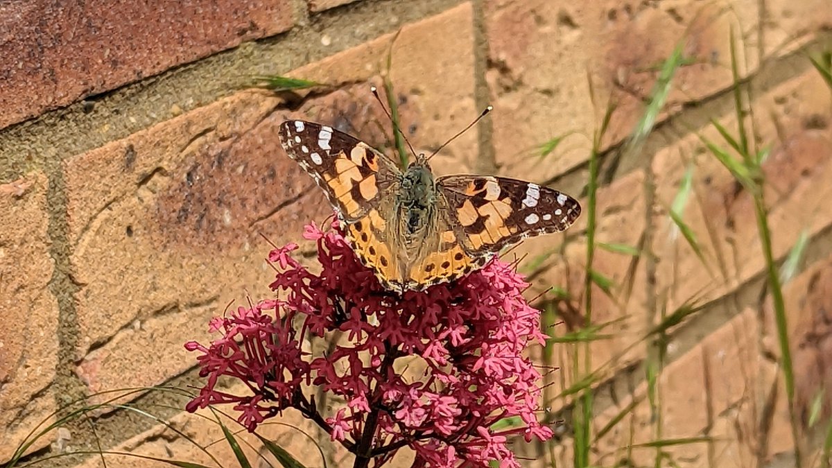 My first Painted Lady butterfly of the year in my garden this morning.