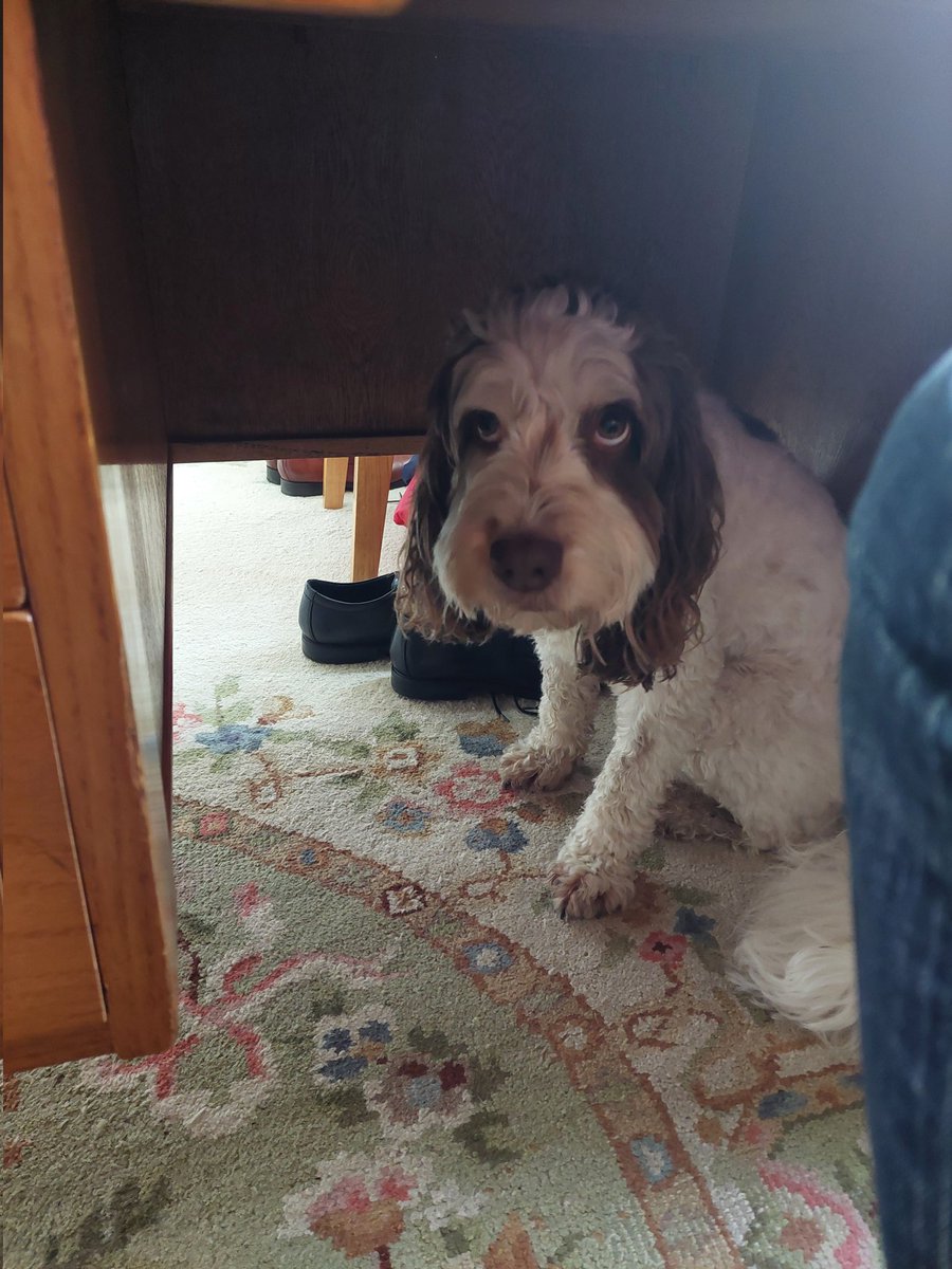 I'm no expert on canine body language but I'm not sure Monty wants to come out to have his hair brushed