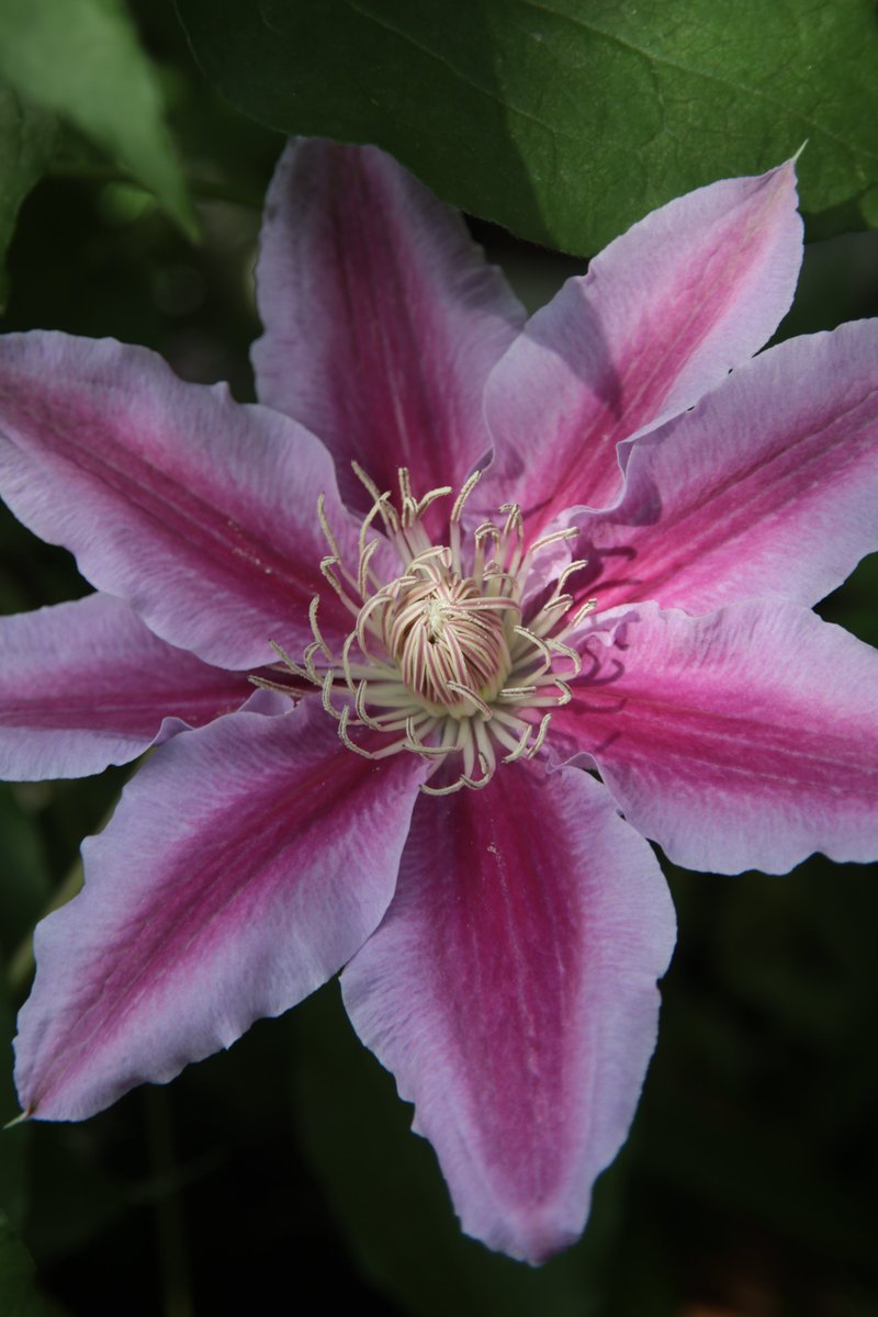 Clematis 😊 #Photography #Flowers