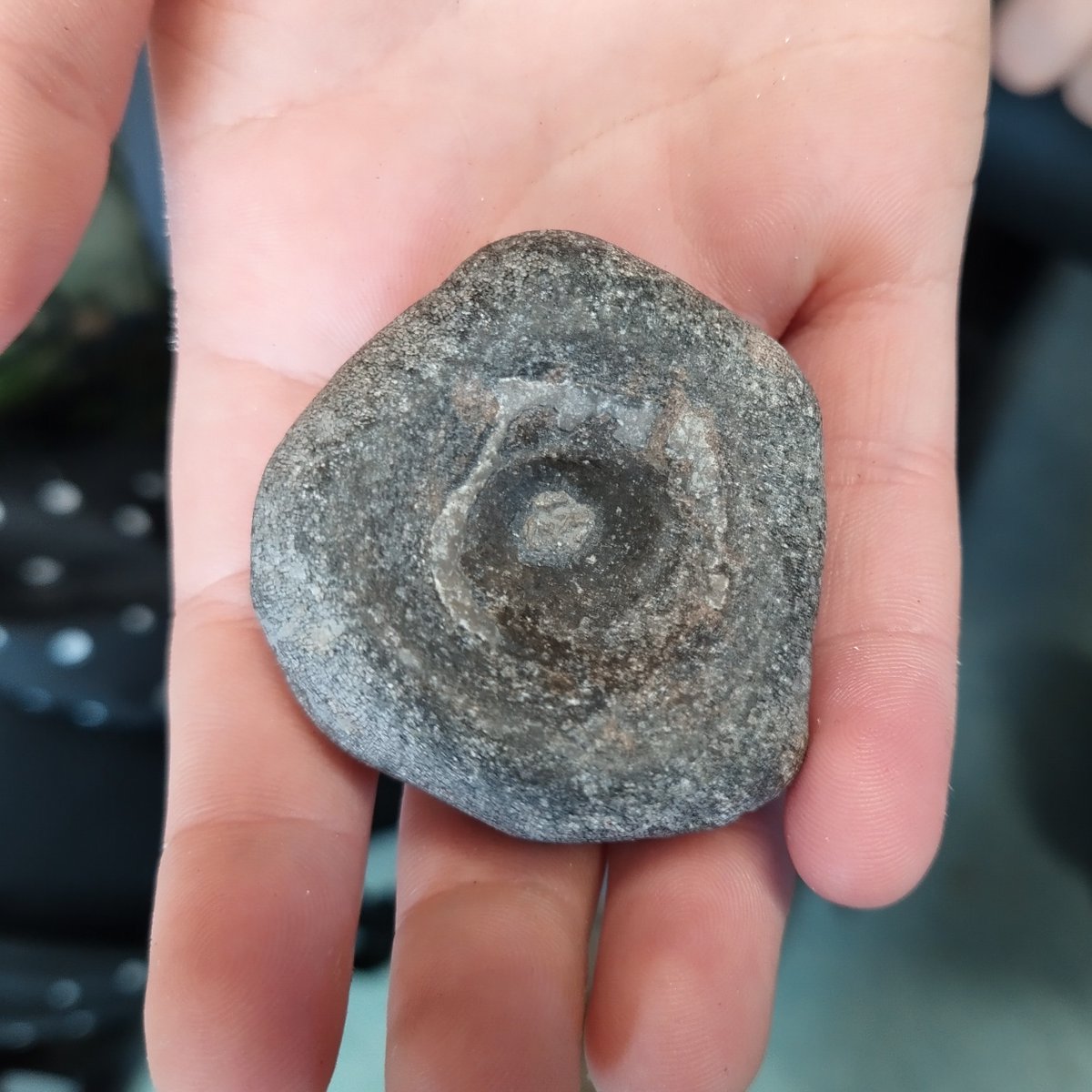 Our work experience Tegan, who's come all the way from Northamptonshire, found her first ever ichthyosaur vertebra while helping on a school fossil hunting walk on Tuesday. What a fantastic find! #FossilFriday