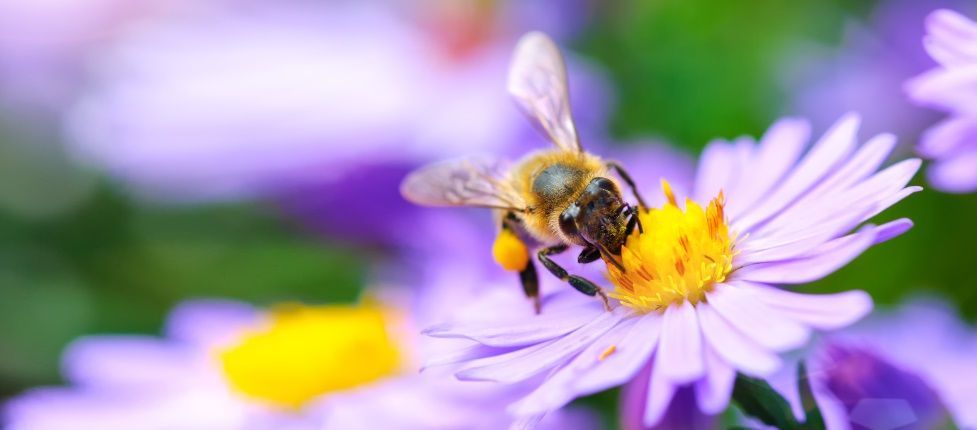 Bienen brauchen‘ s bunt: #Weltbienentag am 20. Mai 2024 - #Bienen bestäuben rund 80 Prozent unserer Kulturpflanzen. Damit Bienen sich wohlfühlen und ausreichend Nahrung in Form von Nektar und Pollen finden, können wir einiges tun ➡️ bzfe.de/service/news/a…
