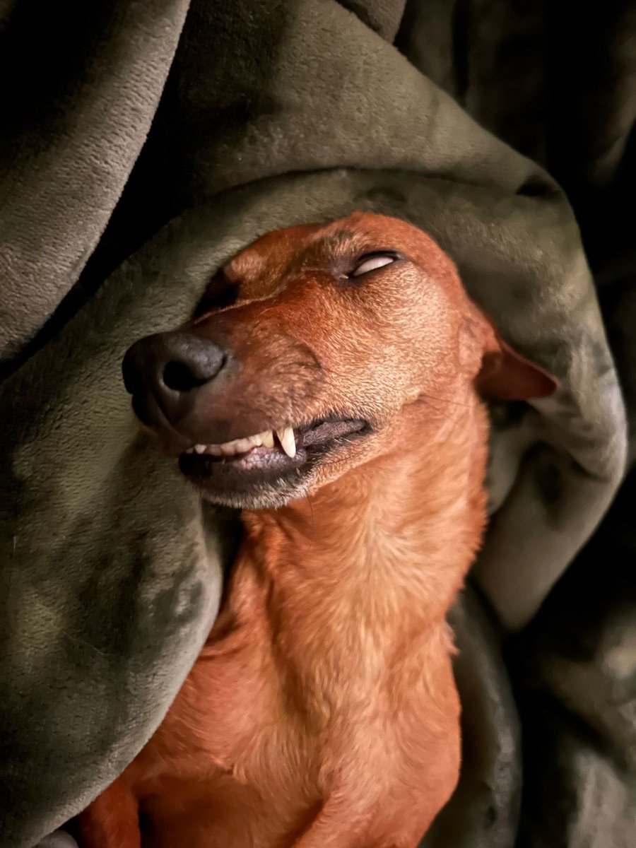 why does she sleep so creepy 😅😂 #dachshund #dackel #dog #creepy #funny