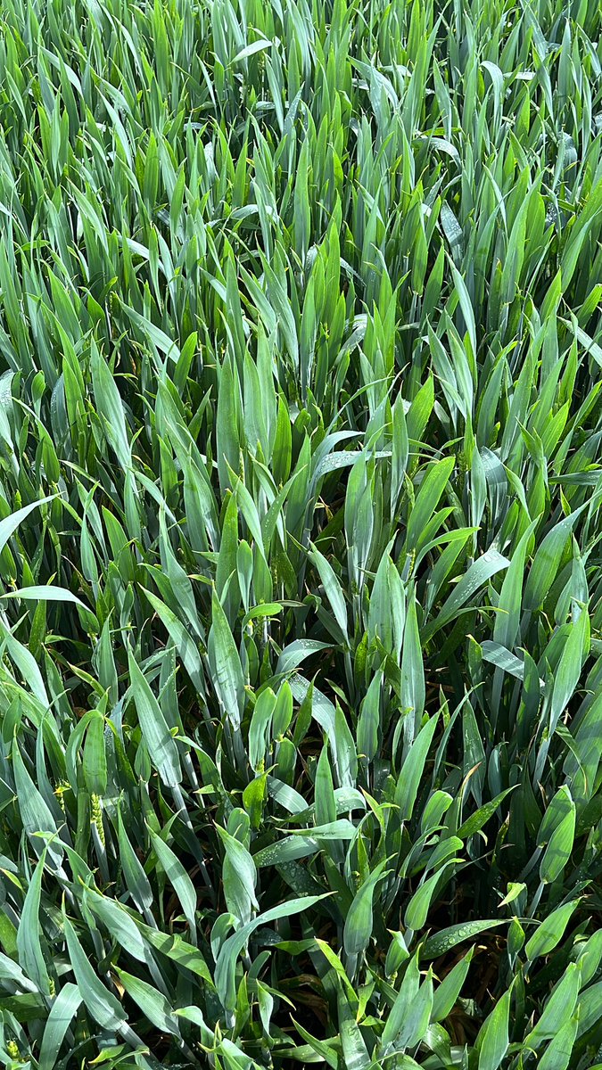 Extase looks well, even though it had yellow rust a month ago
<a href="/Farmacy_Plc/">Farmacy</a>
