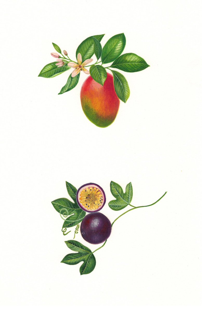 Sarah Jane Humphrey (@sarahgalerie) on Twitter photo Some juicy fruits on a sunny Friday, commissioned for the ‘Melodist’ Gin by <a href="/ColeyPorterBell/">Coley Porter Bell</a>
#botanicalillustration #packagingillustration Some juicy fruits on a sunny Friday, commissioned for the ‘Melodist’ Gin by <a href="/ColeyPorterBell/">Coley Porter Bell</a>
#botanicalillustration #packagingillustration