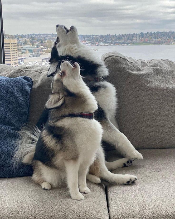 Cute Husky 🤩