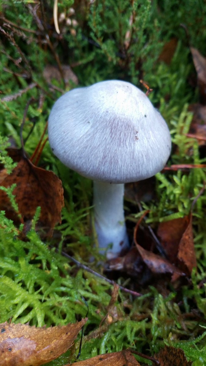 No rain. No mushrooms. Therefore a picture from october. The purple color didn't come out very well. #VioletterSchleierling #CortinariusViolaceus #Pilze #Mushroom #Fungi #FungiFriday