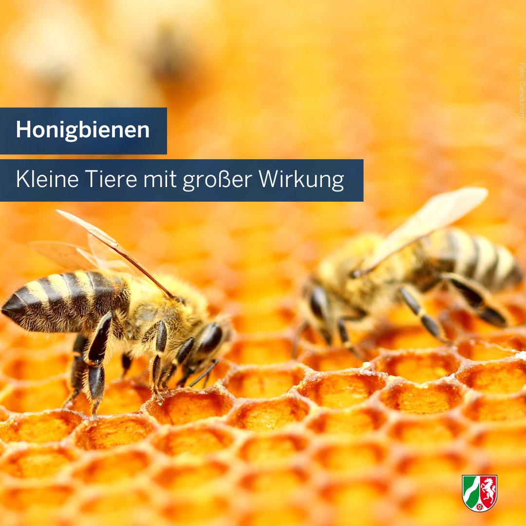 Happy Welt-Bienen-Tag 🐝🌍Durch ihre Bestäubungstätigkeit leistet die #Honigbiene unverzichtbare Dienste in der #Landwirtschaft & für die #Artenvielfalt der Natur. Sie sorgen für eine größere Pflanzenvielfalt und damit für die Nahrung für eine Vielzahl von Tieren. #WeltBienenTag