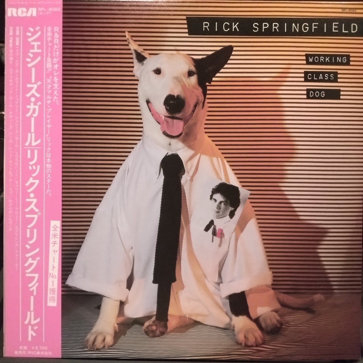 RecordBarActive's tweet image. #NowPlaying
#リックスプリングフィールド #rickspringfield 
ジェシーズ・ガール
【帯記述】R＆Rだけがオレを支えた。全米チャート急襲！ ″天才マルチ・プレーヤー″ リックは本物のスターだ。全米チャートNo.1獲得

#西成区　#レコードバー　#アナログレコード　#大阪レコードバー