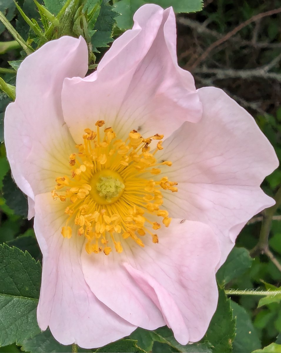 Rosa corymbifera (Rosier corymbifère), famille rosaceae #FlowersOnFriday #MacroHour #ThePhotoHour #MacroPhotography #Wildflowers