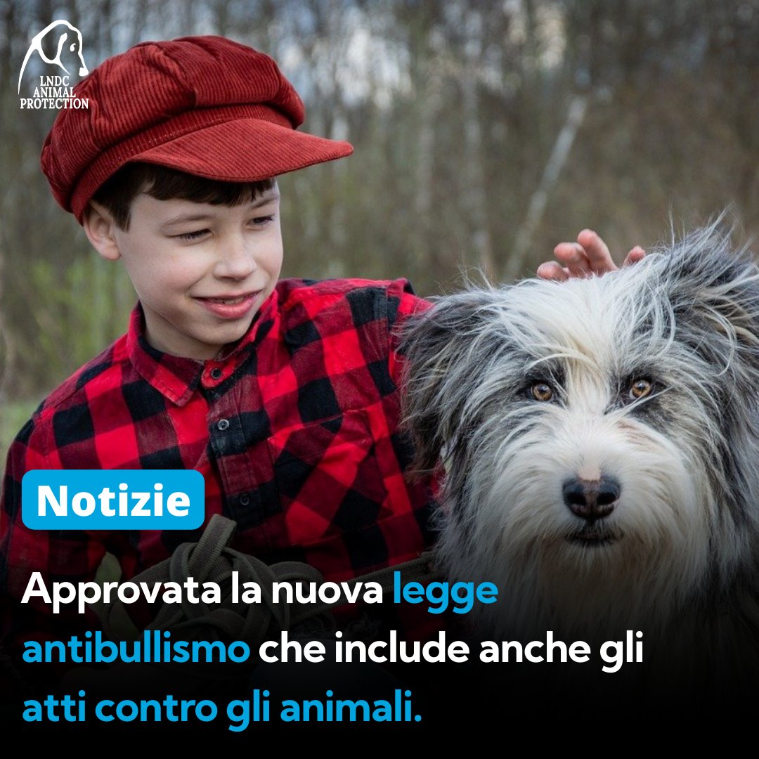 LNDC Animal Protection (@lndc_italia) on Twitter photo La legge antibullismo del deputato <a href="/DevisDori/">Devis Dori</a> è stata approvata in via definitiva e punta a rafforzare le misure di carattere preventivo nei confronti dei giovanissimi che compiono crimini nei confronti di persone, oggetti e per la prima volta anche verso gli animali. La legge antibullismo del deputato <a href="/DevisDori/">Devis Dori</a> è stata approvata in via definitiva e punta a rafforzare le misure di carattere preventivo nei confronti dei giovanissimi che compiono crimini nei confronti di persone, oggetti e per la prima volta anche verso gli animali.