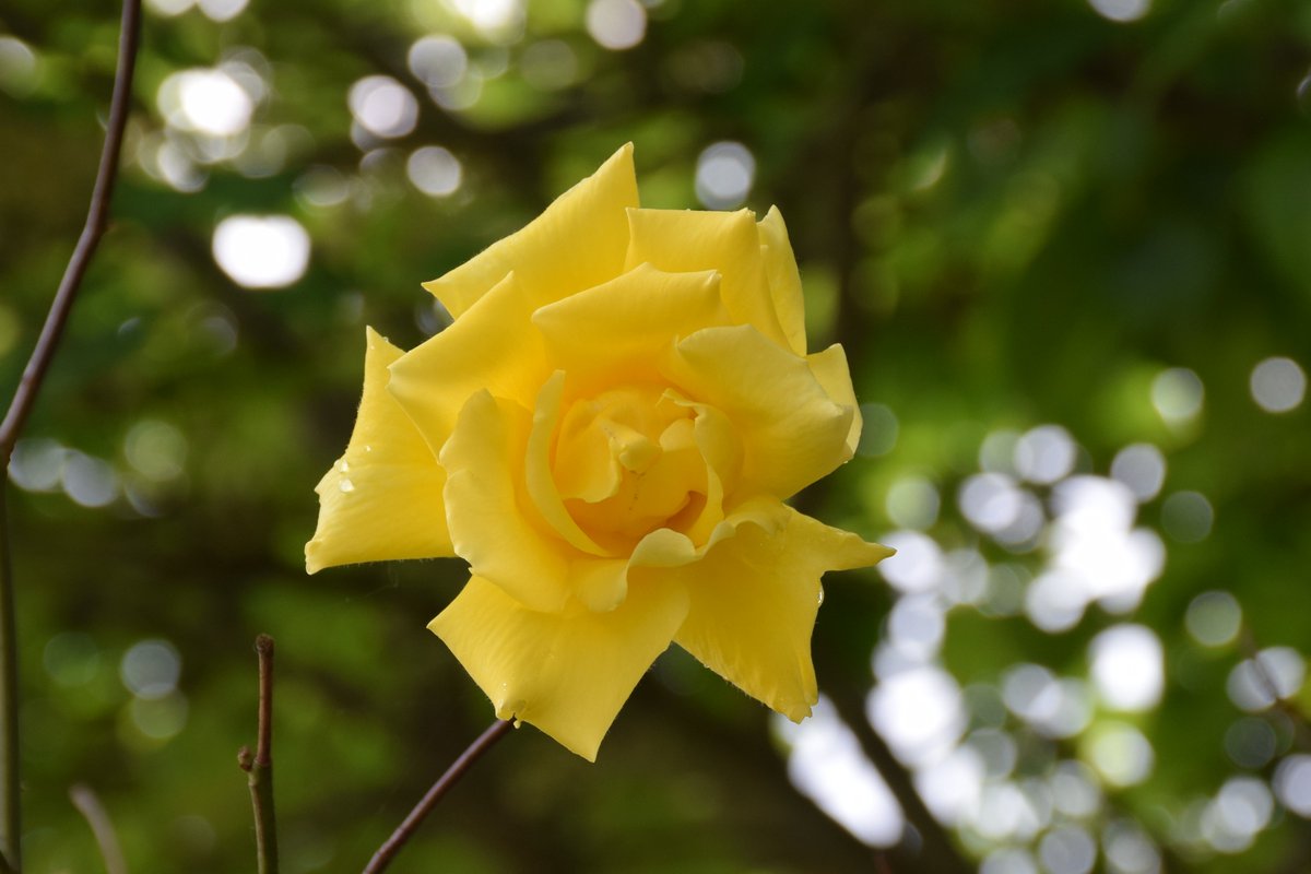 Roses in the morning.  😍

Wishing you all a super Friday.🙏☺️

@des_farrand @alisonbeach611 @RSPBEngland @WildLifeTrust @NaturesVoice 
#Flowers #FridayFlowers #Morning #Nature #ColoursOfNature #Yellow #Colors #Roses #FloralFriday