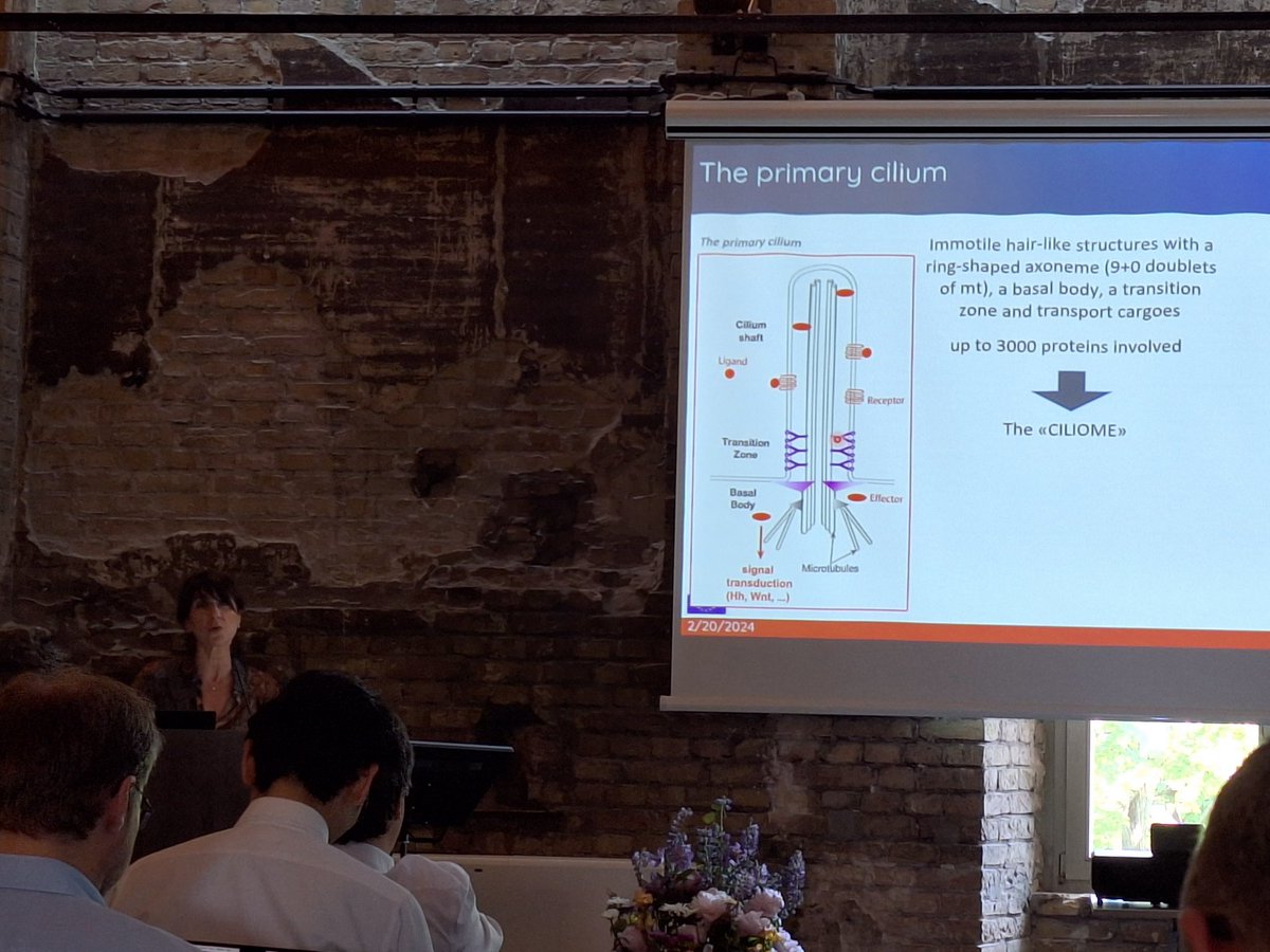 oliverblacque's tweet image. Great presentation of our #NDCil #JoubertSyndrome project by Enza Maria Valente at the mid term ERA NET Neuron meeting in Berlin.