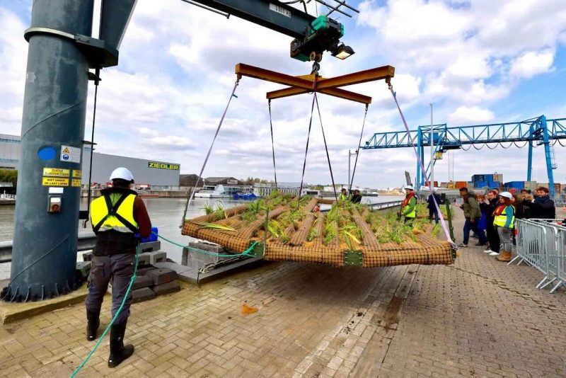 Green islands in the Brussels canal 👀 The Port of Brussels is on a mission to install more than 200 m2 of additional vegetated rafts along the canal. Read more: welovebrussels.org/2024/05/more-t… #brussels @HavenvanBrussel @PortdeBruxelles #bruxelles #belgium