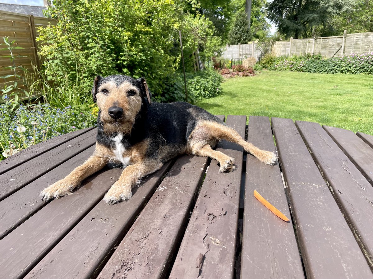 I shall eat my carrot only once I’ve recharged in the sun