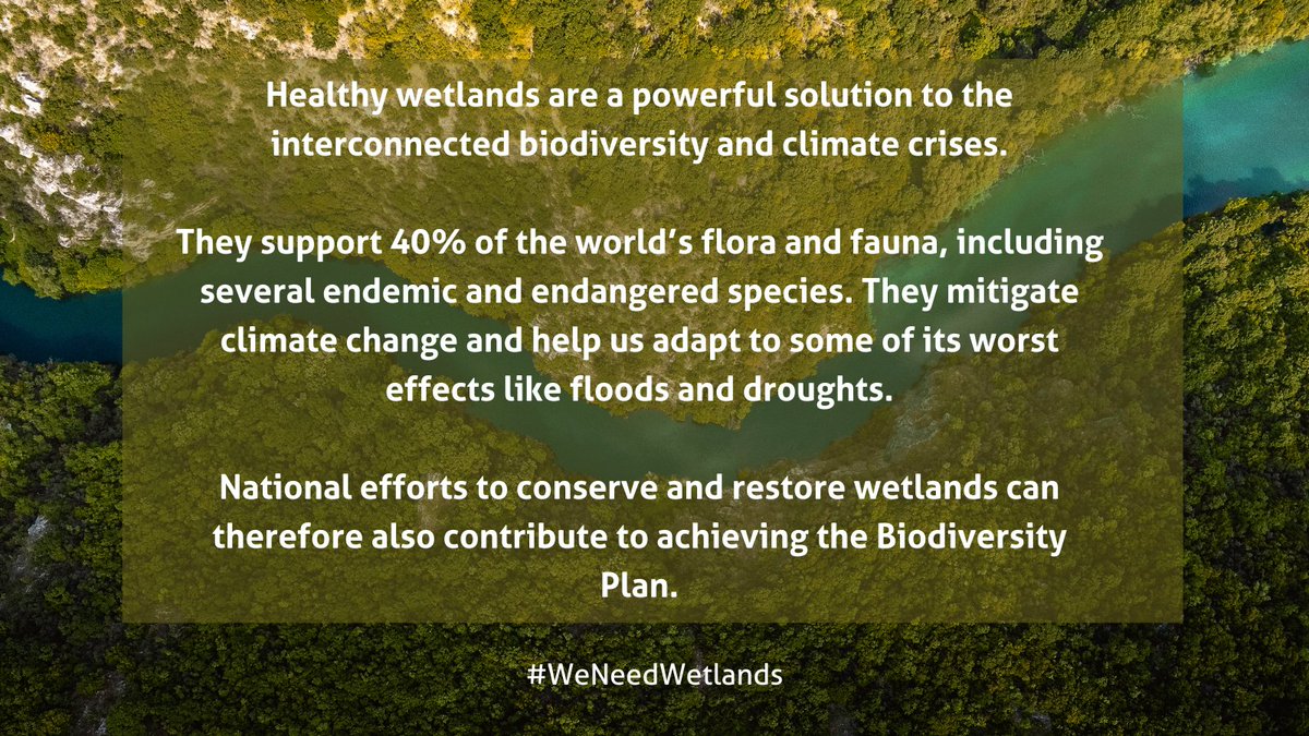 Although making up only around 6% of the Earth’s surface, wetlands support 40% of biodiversity. A new report highlights how national actions for #wetlands can also help achieve the #BiodiversityPlan. @UNBiodiversity @RamsarConv ramsar.org/document/scali…