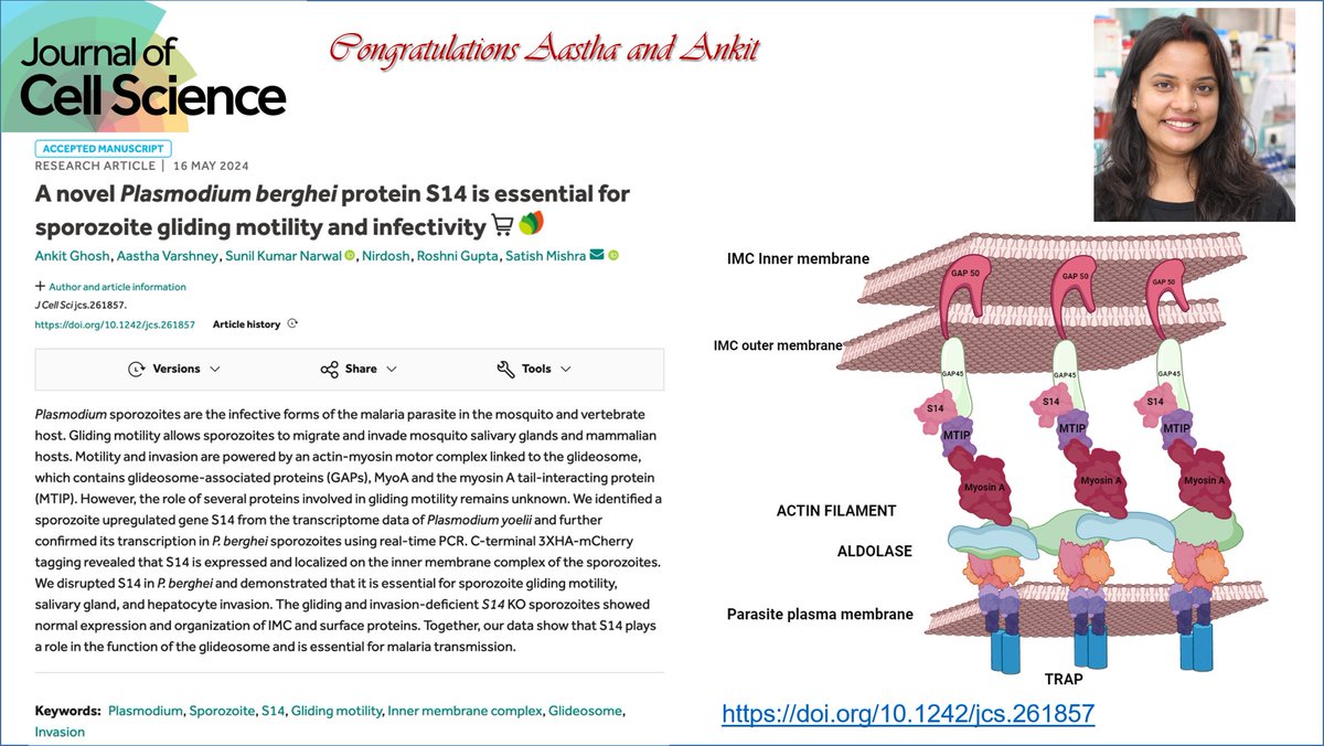 #Cogratulations #Aastha & #Ankit for showing the role of s14 protein in #malaria #transmission for detal: doi.org/10.1242/jcs.26… @CSIR_IND @IndiaDST @MedsforMalaria @FightingMalaria @Malaria