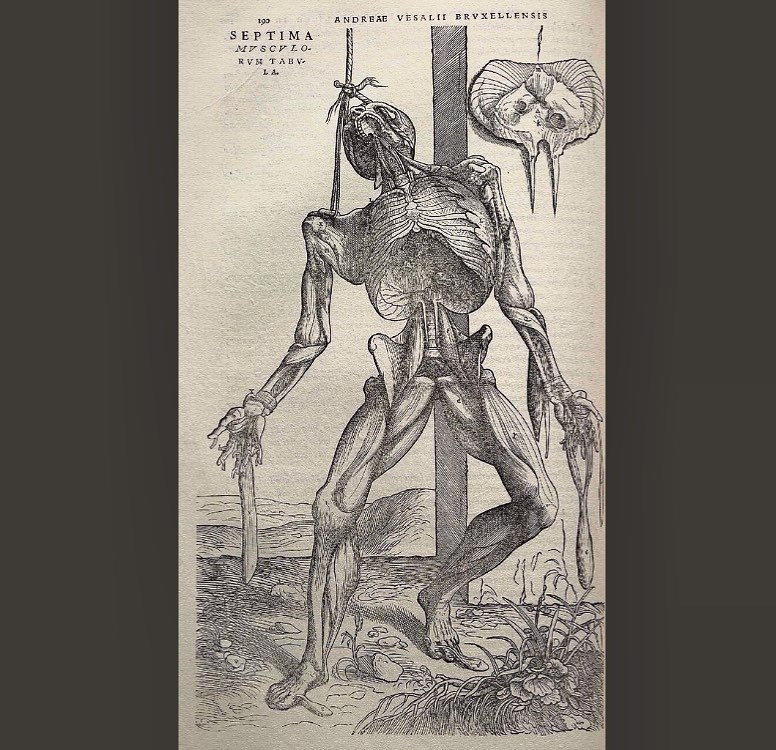 Intricately detailed dissection from Vesalius's 1543 De humani corporis fabrica #histmed #historyofmedicine #anatomy #pastmedicalhistory