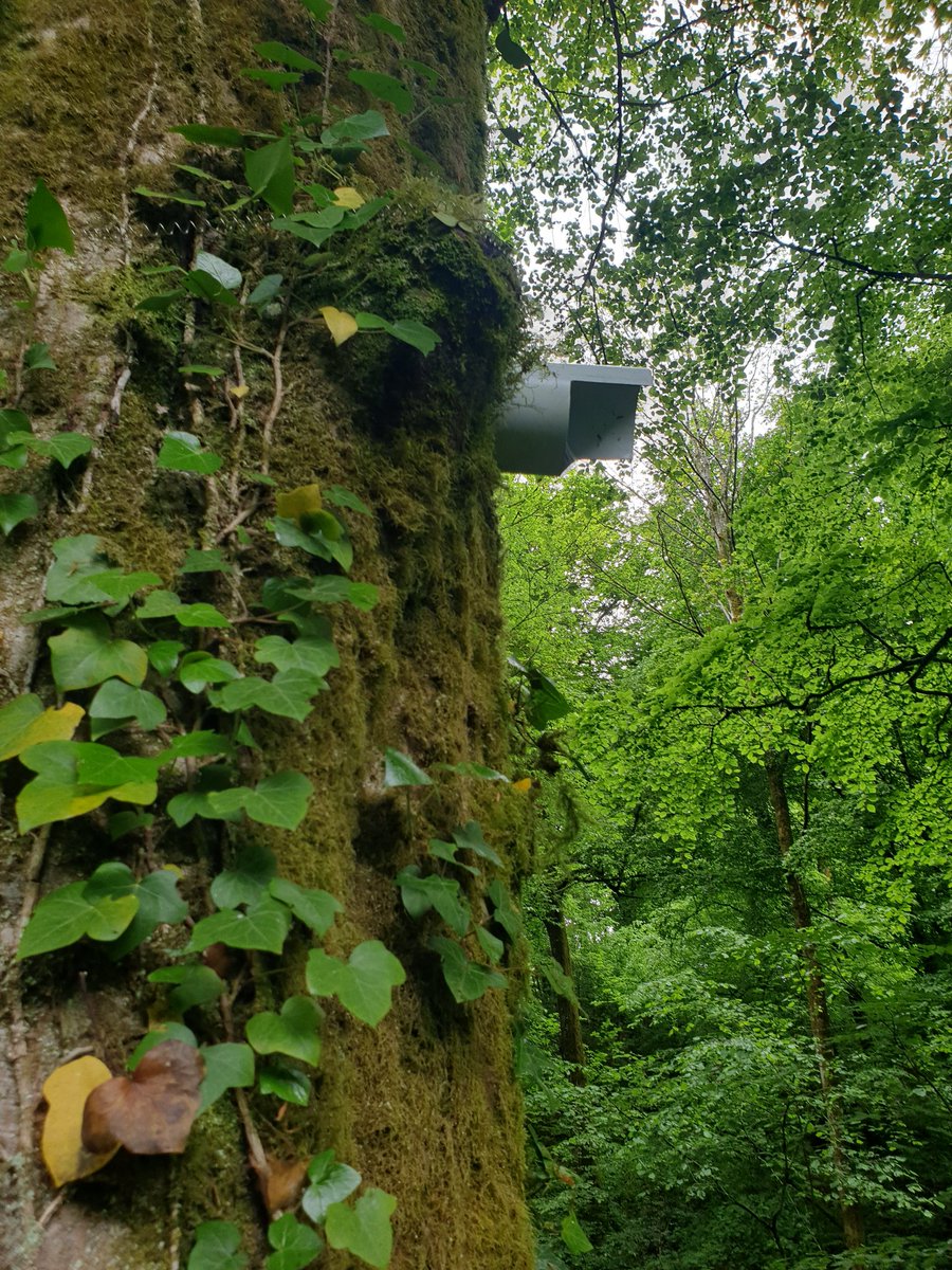 yuna_legouef's tweet image. Yesterday we went to install temperature sensors to measure the microclimate in the riparian forests with @EkoLogIt, @f_spicher and Lucile !🌡💧🌳