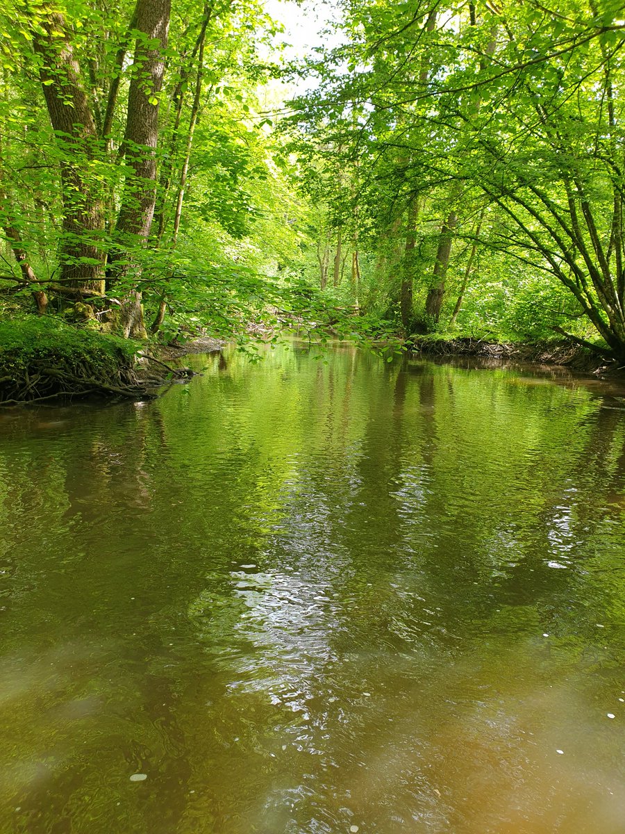 Yũna Le Gouëf (@yuna_legouef) on Twitter photo Yesterday we went to install temperature sensors to measure the microclimate in the riparian forests with <a href="/EkoLogIt/">Jonathan Lenoir</a>, <a href="/f_spicher/">Spicher Fabien</a> and Lucile !🌡💧🌳 Yesterday we went to install temperature sensors to measure the microclimate in the riparian forests with <a href="/EkoLogIt/">Jonathan Lenoir</a>, <a href="/f_spicher/">Spicher Fabien</a> and Lucile !🌡💧🌳