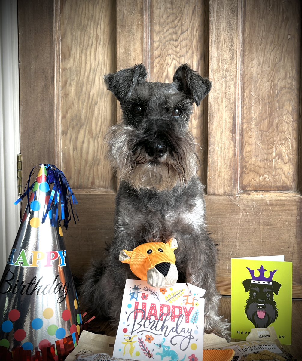 🥳It’s my 10th Birthday today!!!!!🥳
(Mum bought me a birthday hat online, but it’s a  little bit too big!😄)

Many thanks for the lovely card @Iam_Sherlock1! ♥️

#Dogs #Dogsofx #Schnauzers #SchnauzerGang #Birthday #BirthdayBoy